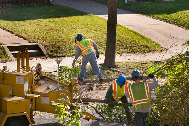 Residential Tree Removal in Jim Thorpe, PA